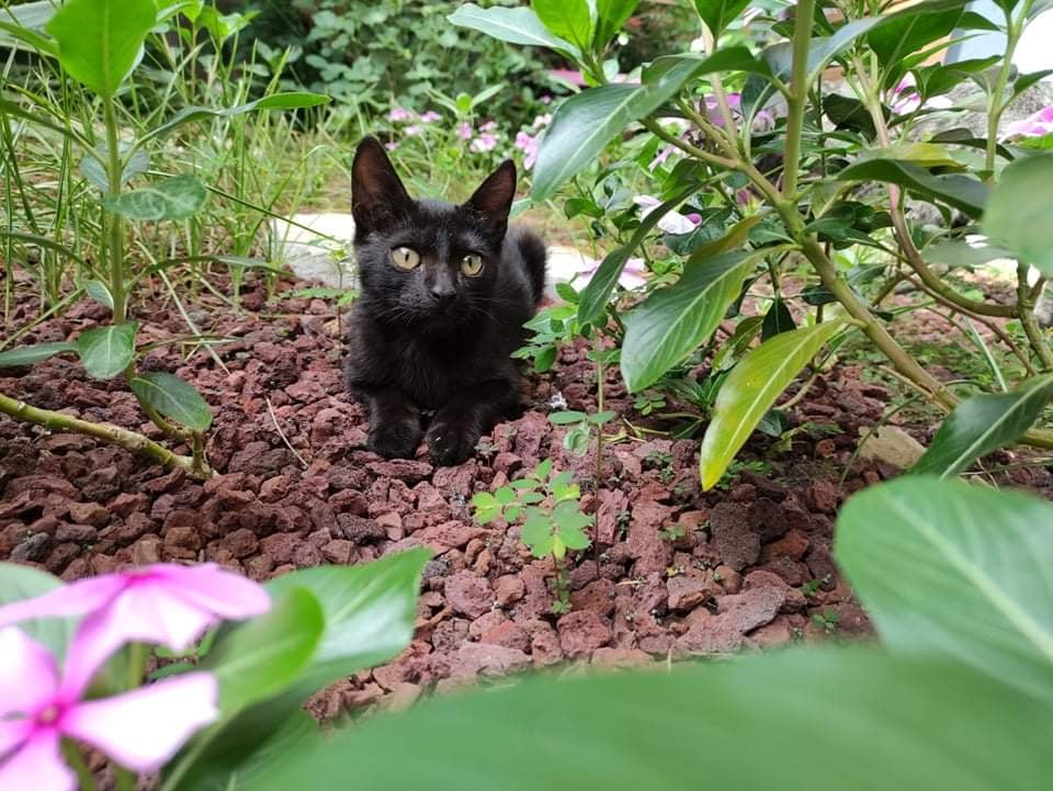 HECATE, chaton femelle noire de 3 mois environ - Réservée à Laureline 26978210