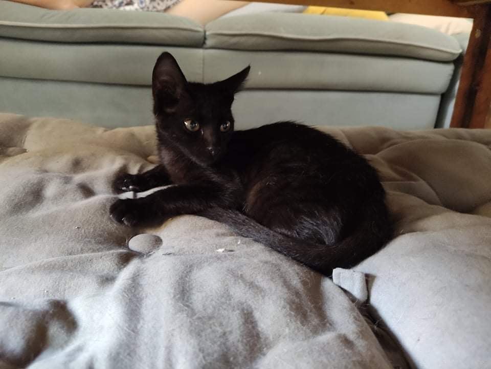 HECATE, chaton femelle noire de 3 mois environ - Réservée à Laureline 26996210