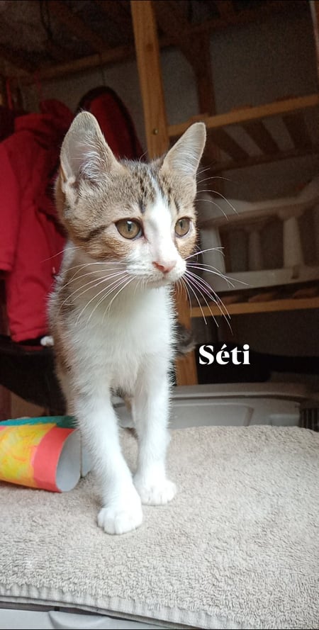 SETI, chaton mâle blanc et tigré de 2 mois environ-Réservé à Aurélie et sa famille 27134010