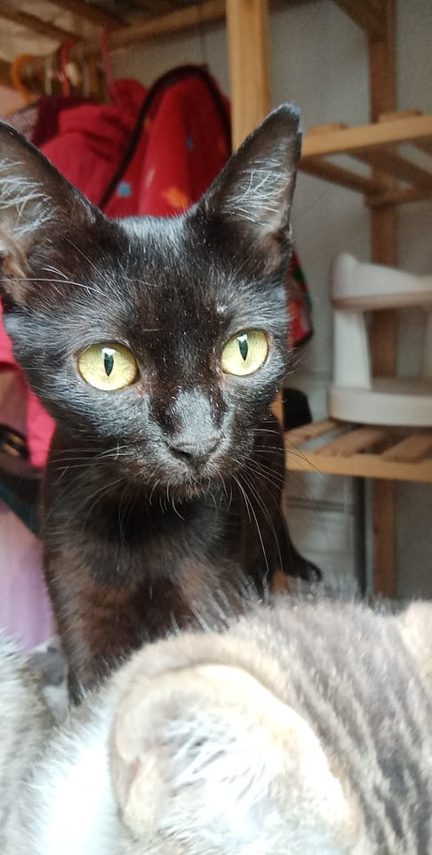 KIRA, splendide chatte femelle noire de 1 an environ pour 2 kg - Réservée à Claire avec Saeko 27137610