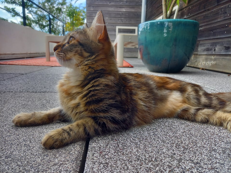 TOFFIE, chatte tigrée de 2 ans environ (Naissance 01/09/2020)-Marrainée par Coralie 27499010