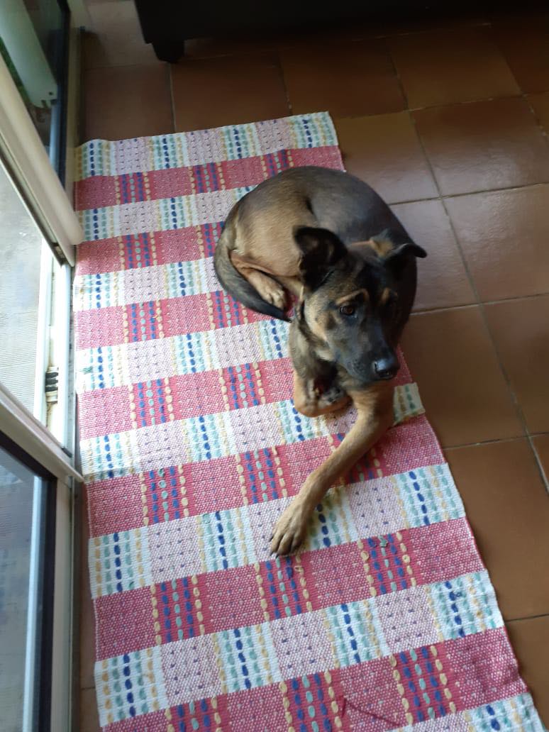 MEKTOUB, chien mâle de 1,5 an environ pour 18 kg - Réservé à Louis 27530910