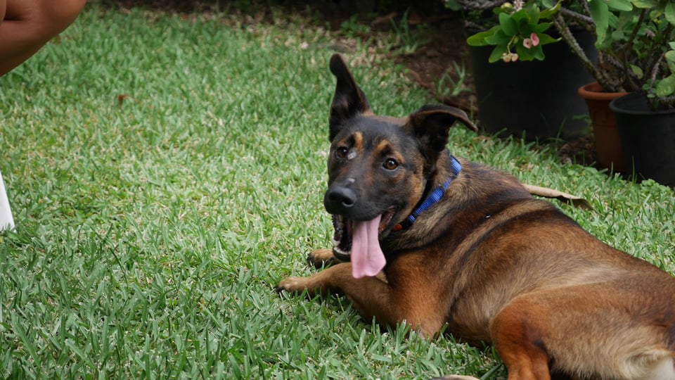 MEKTOUB, chien mâle de 1,5 an environ pour 18 kg - Réservé à Louis 27585010