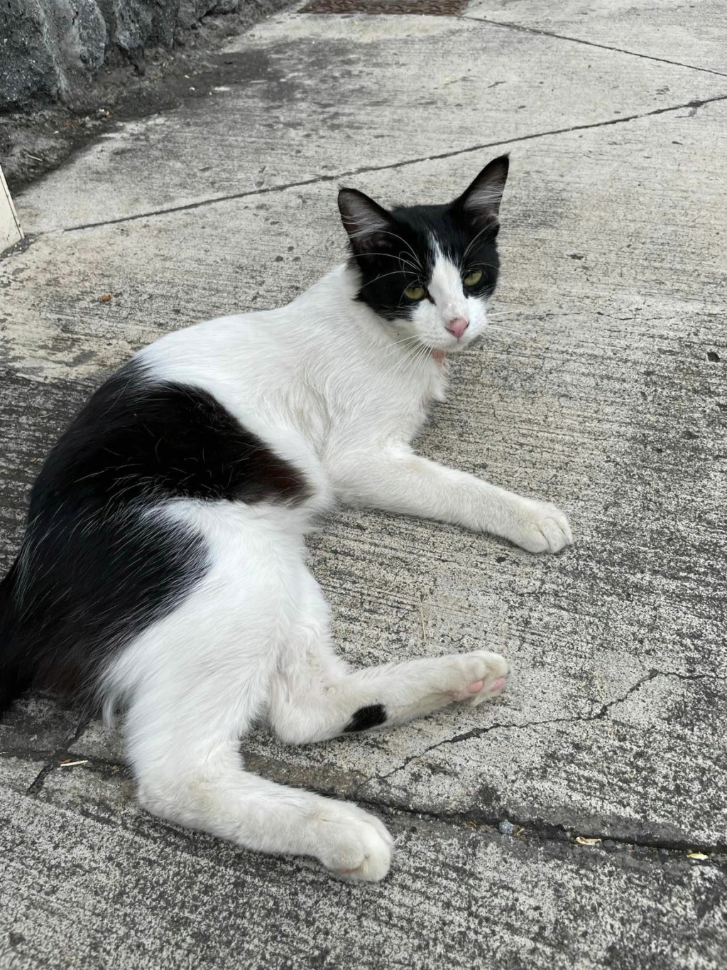 TOM, adorable chat mâle blanc et noir de 1 an environ - Réservé à Anaïs et Anthony 27790210