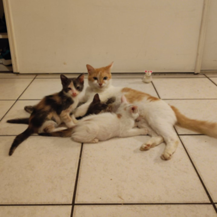 ECUREUIL, chatte femelle blanche et rousse de 2 ans (Naissance : 10/10/2020) - Réservée à Mégane 27792610