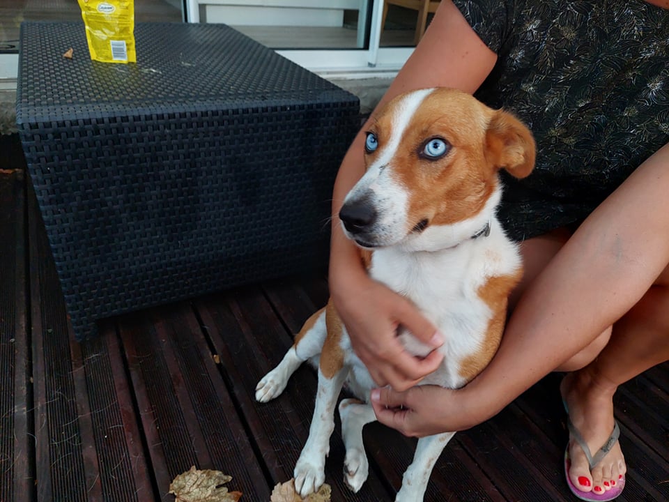 ROUXY, chienne fauve aux yeux bleus de 4 ans-Marrainée par Steffi-Réservée par Pascale et son mari  27848111