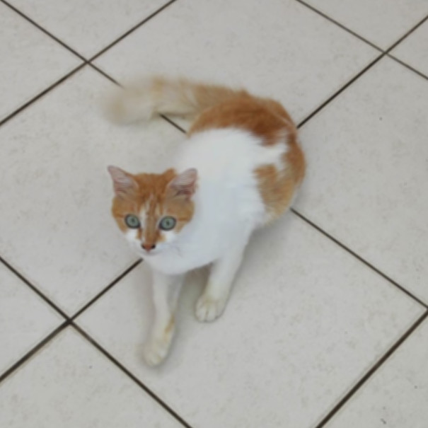 ECUREUIL, chatte femelle blanche et rousse de 2 ans (Naissance : 10/10/2020) - Réservée à Mégane 27848510