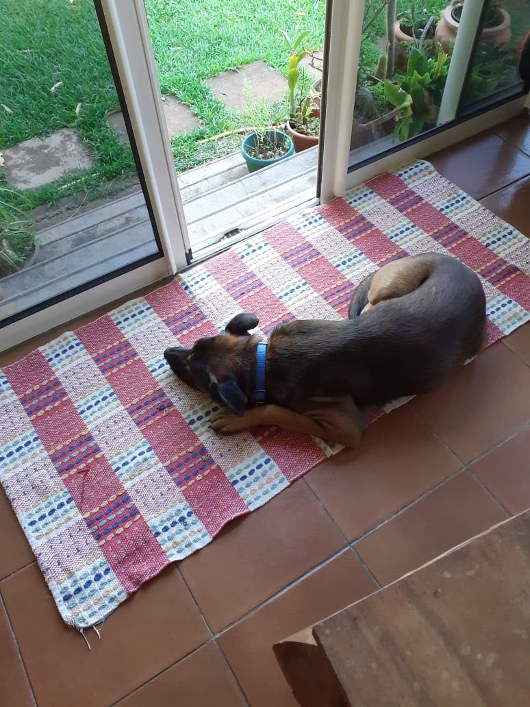 MEKTOUB, chien mâle de 1,5 an environ pour 18 kg - Réservé à Louis 27857912