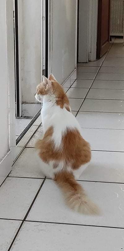ECUREUIL, chatte femelle blanche et rousse de 2 ans (Naissance : 10/10/2020) - Réservée à Mégane 27887710
