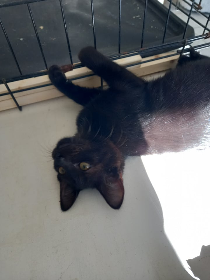 KELIA, chaton femelle noire de 3,5 mois environ 27982010