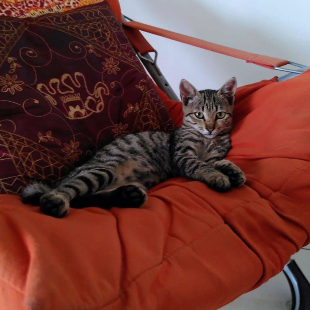 BOOST, magnifique chatte femelle tigrée de 6 mois environ 27986811