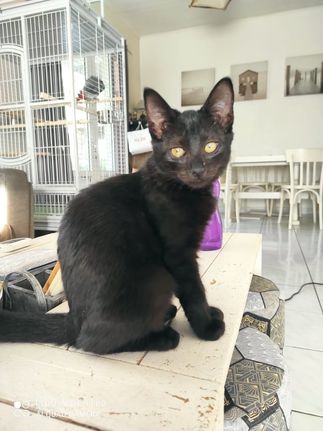 KELIA, chaton femelle noire de 3,5 mois environ 28022911