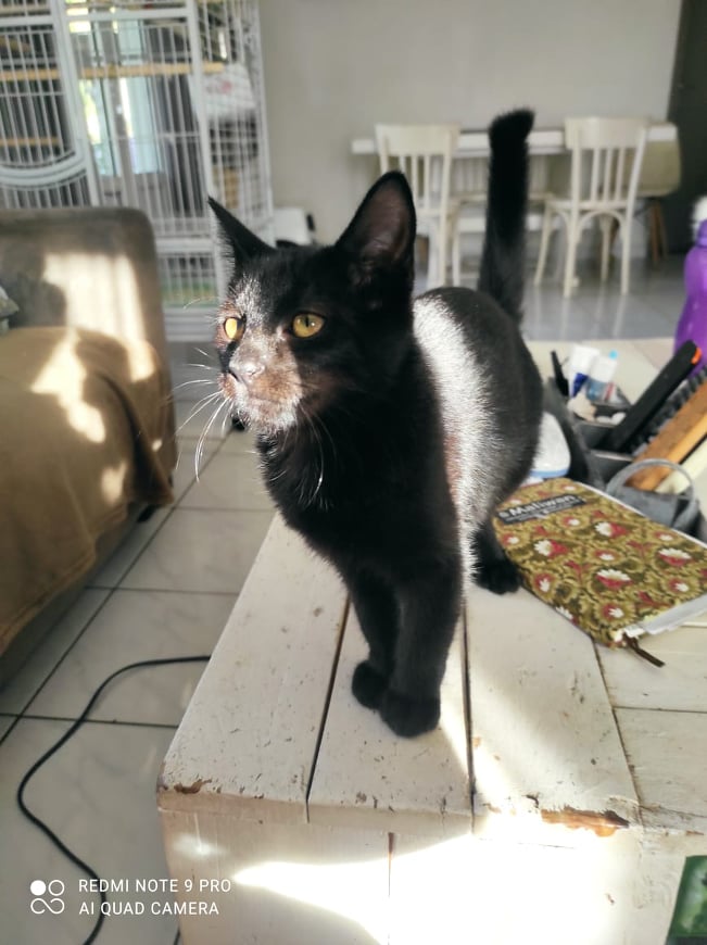 KELIA, chaton femelle noire de 3,5 mois environ 28024910