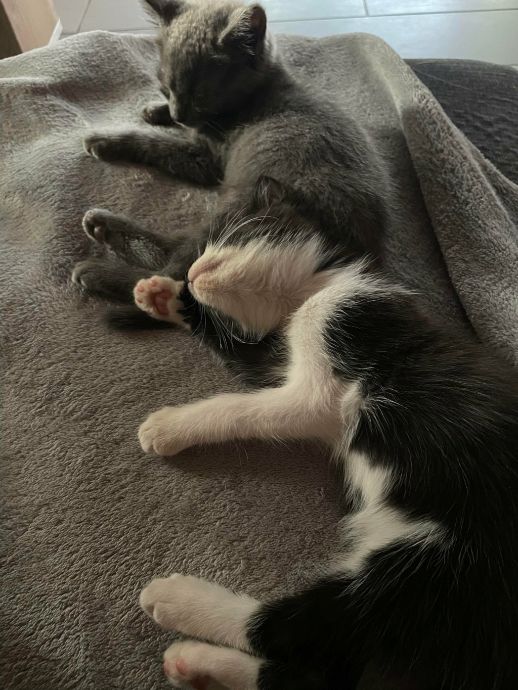 TOLBIAC, chaton mâle noir et blanc  de 2 mois environ 28027611