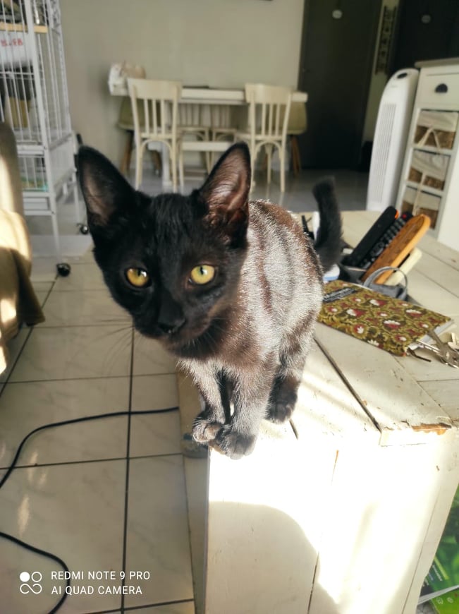 KELIA, chaton femelle noire de 3,5 mois environ 28027810