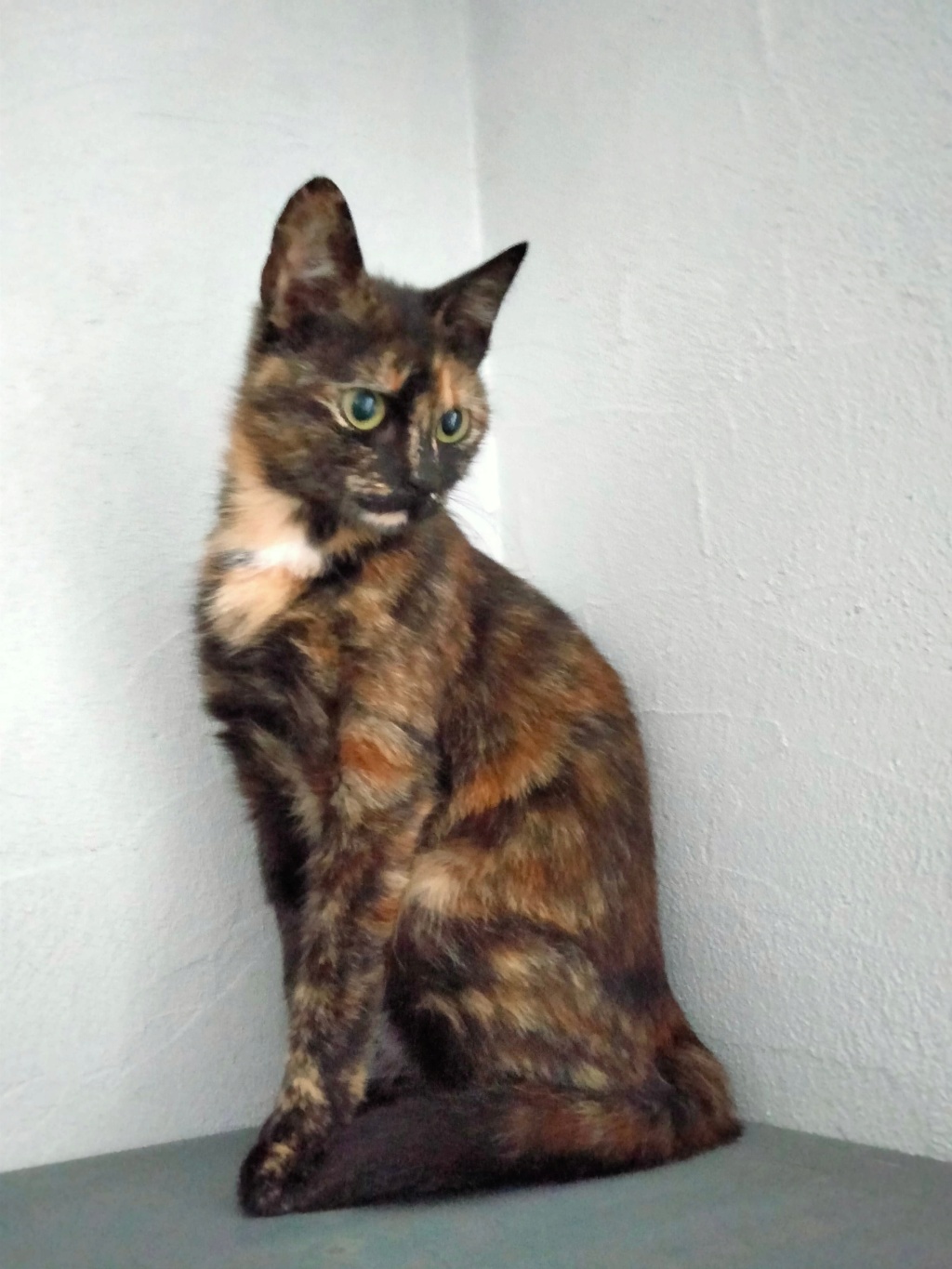 SATINE, adorable chat femelle tricolore de 1 an 28063810