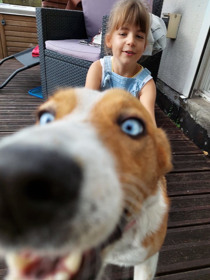 ROUXY, chienne fauve aux yeux bleus de 4 ans-Marrainée par Steffi-Réservée par Pascale et son mari  28116810