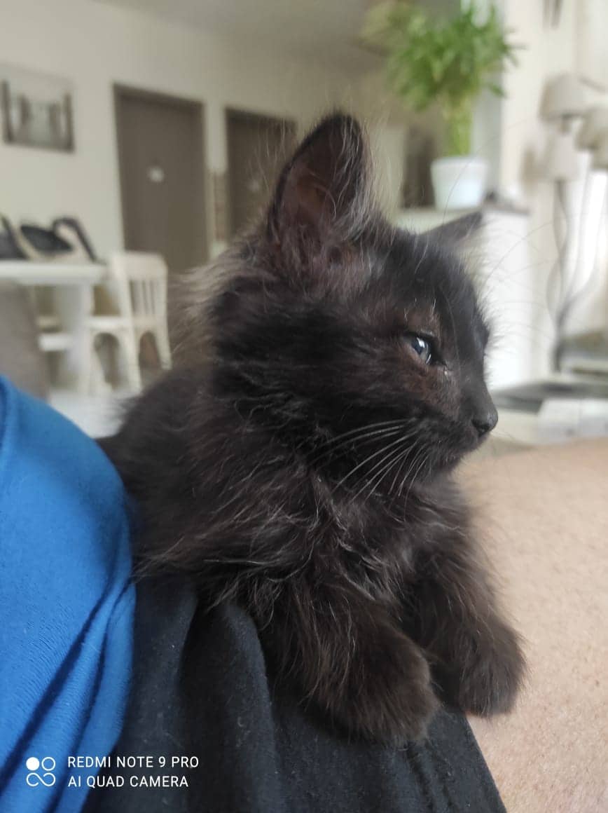 GLU, chaton femelle noire de 2 mois environ - Réservée à Axelle 28459710