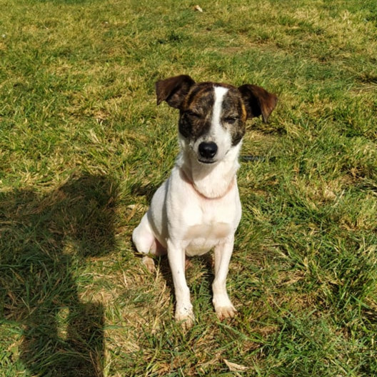 MILO, jeune chien mâle de 3 ans environ pour 9,7 Kg - Réservé à Jeannine 28518410