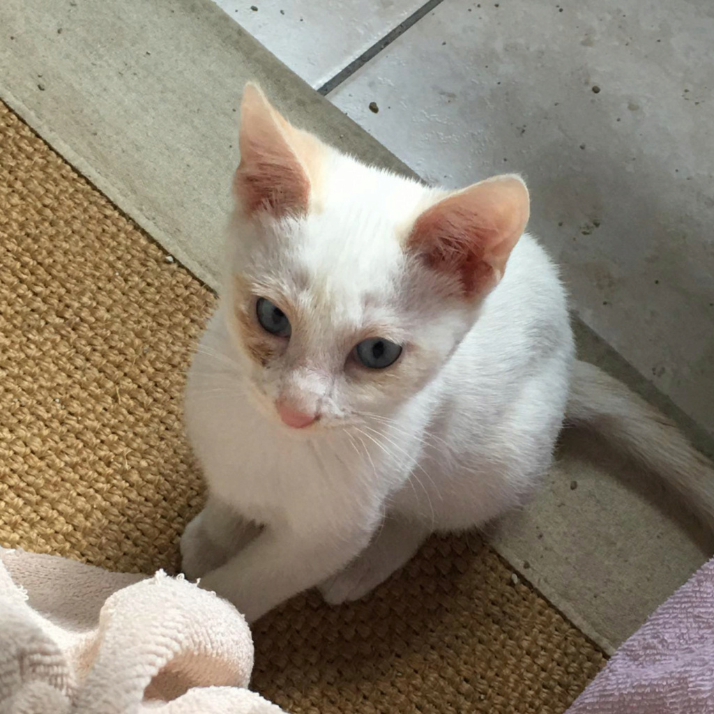 COTON, chaton mâle blanc de 7 mois environ (Date de naissance estimée le 14/02/22) 28548010
