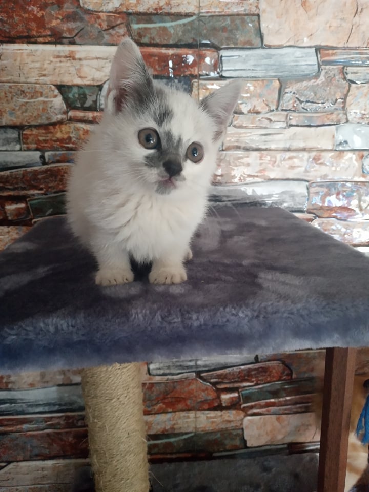 MILA, chaton femelle blanche et grises de 2,5 mois environ - Réservée à Flore et Arthur 28794610