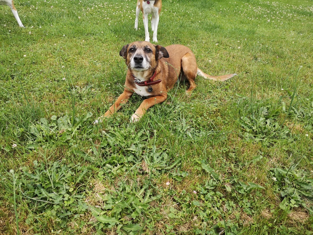 PAGNOL, chien mâle, 9 ans, 20 kg (Naissance / 01/02/2014) - Marrainé par Pat84 & Mahé 29016110