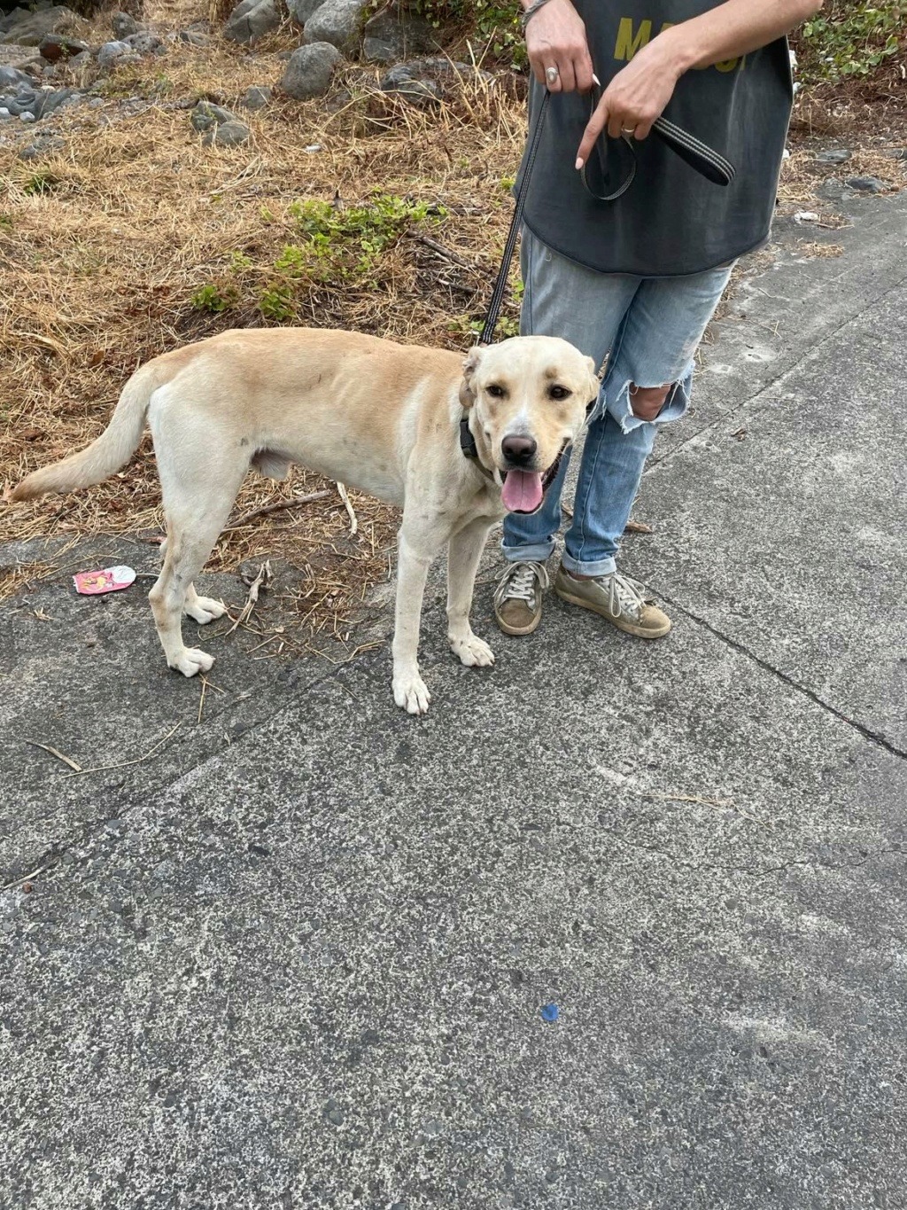 OSLO, chien mâle beige, croisé labrador de un peu plus d'1 an pour 25 Kg (Naissance 01/06/2021) 29107310