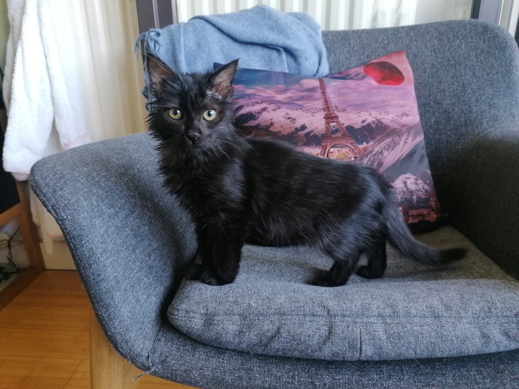 GLU, chaton femelle noire de bientôt 6 mois (Naissance estimée le 01/04/2022) 29151511