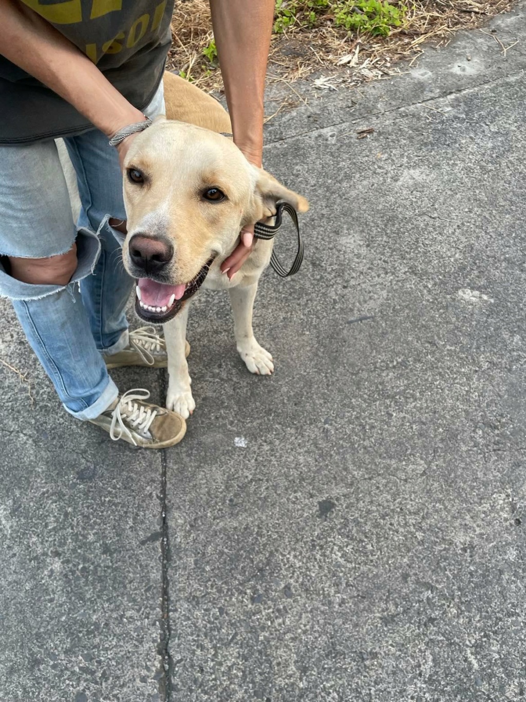 OSLO, chien mâle beige, croisé labrador de un peu plus d'1 an pour 25 Kg (Naissance 01/06/2021) 29160212