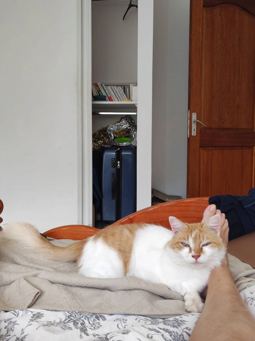 ECUREUIL, chatte femelle blanche et rousse de 2 ans (Naissance : 10/10/2020) - Réservée à Mégane 29171510