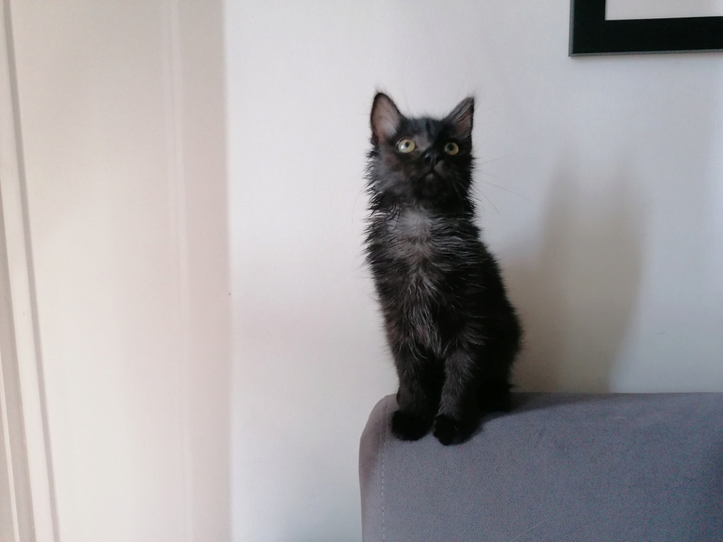GLU, chaton femelle noire de bientôt 6 mois (Naissance estimée le 01/04/2022) 29180310