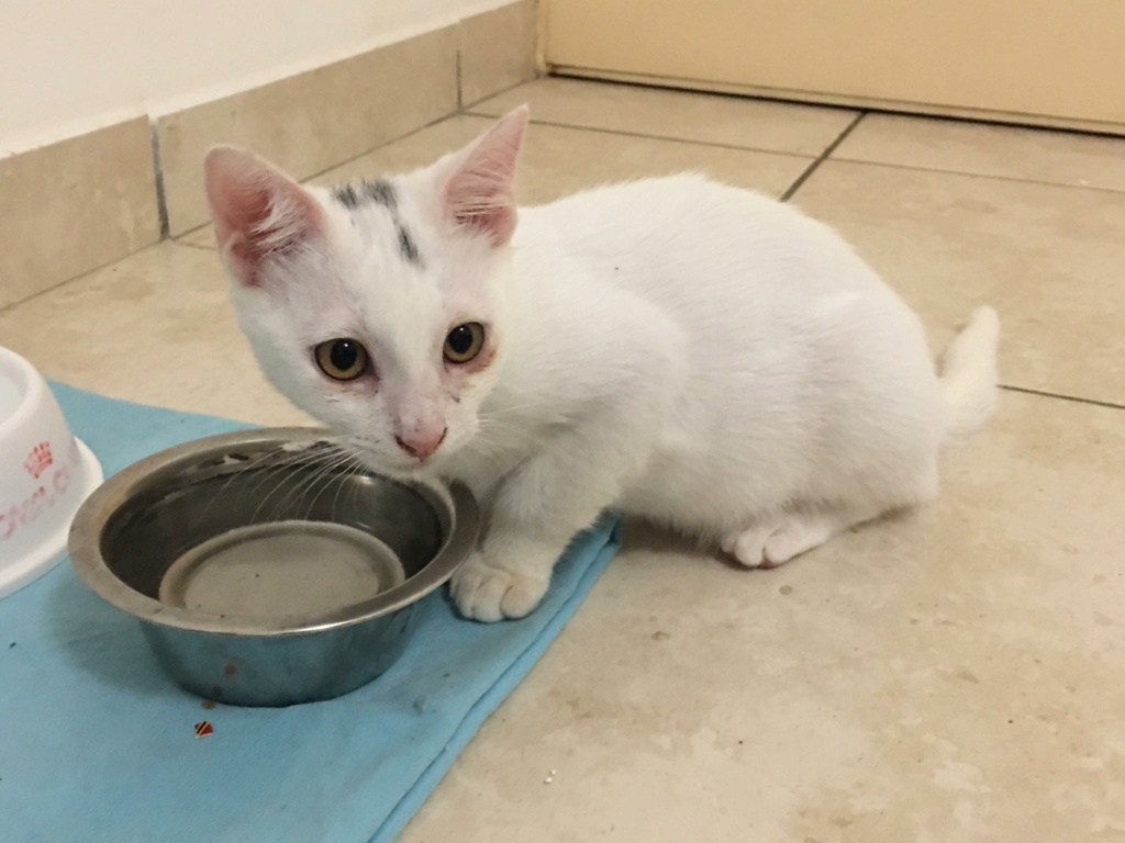 MAÏDO, chaton mâle blanc de 7 mois environ (Date de naissance estimée le 14/02/22) 29180810