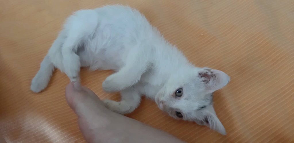 MAÏDO, chaton mâle blanc de 7 mois environ (Date de naissance estimée le 14/02/22) 29188110