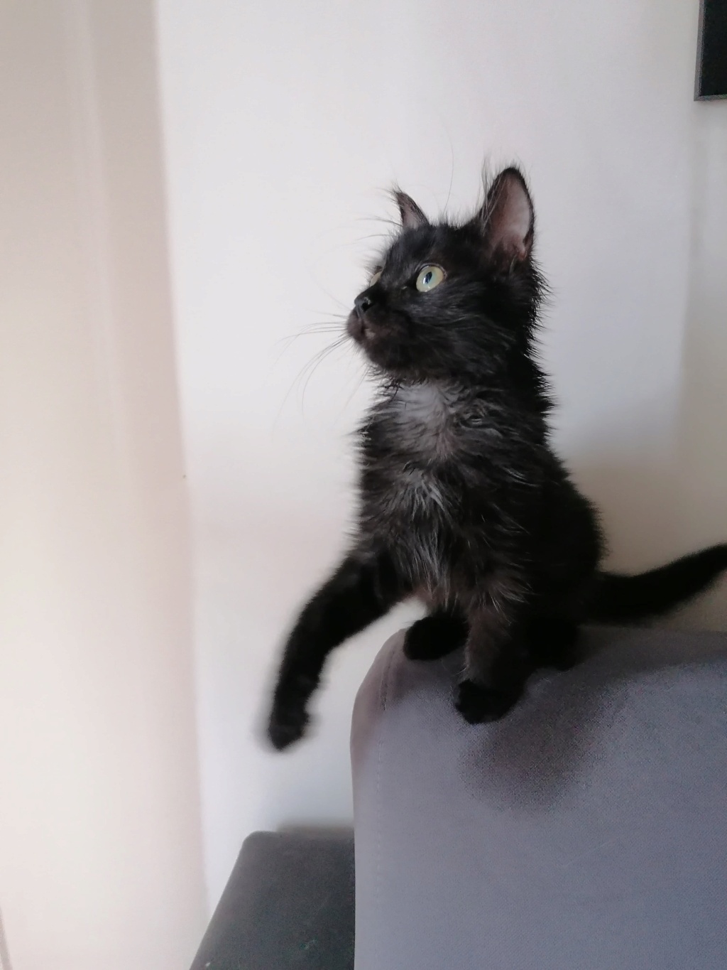 GLU, chaton femelle noire de bientôt 6 mois (Naissance estimée le 01/04/2022) 29252010