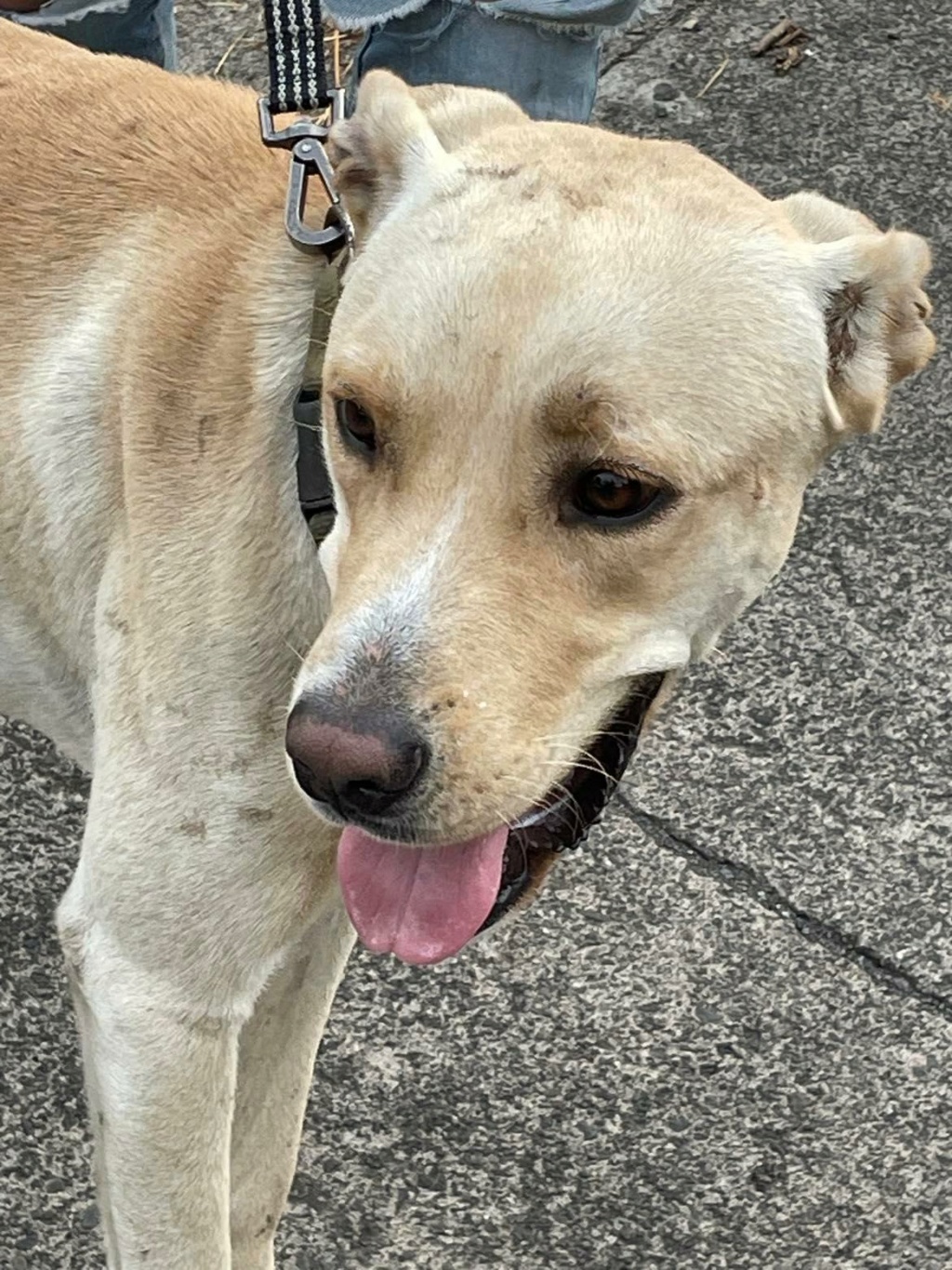 OSLO, chien mâle beige, croisé labrador de un peu plus d'1 an pour 25 Kg (Naissance 01/06/2021) 29258210