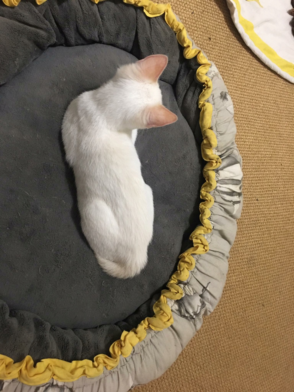 COTON, chaton mâle blanc de 7 mois environ (Date de naissance estimée le 14/02/22) 29290310