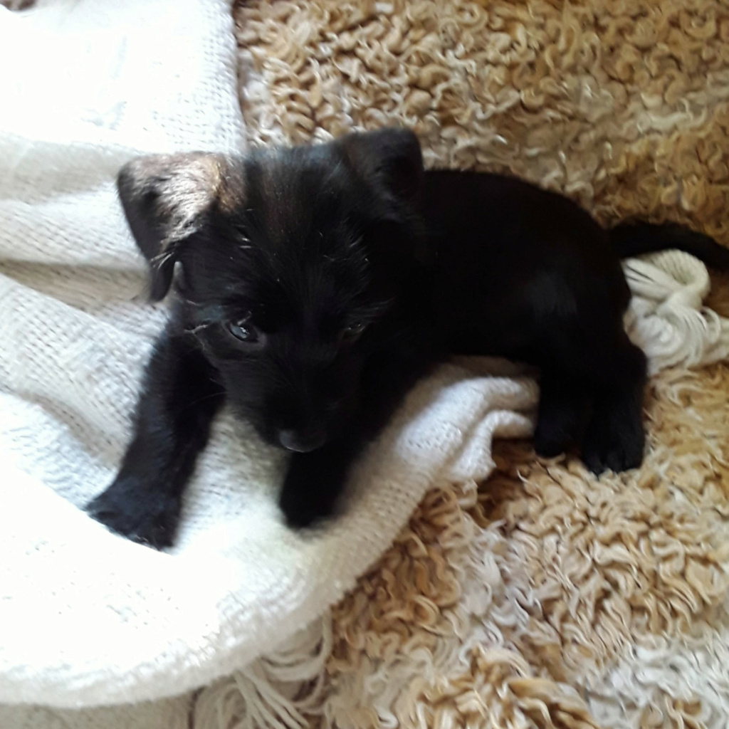 PRISKA, chiot femelle noire de 2,5 mois environ pour 1,9 Kg - Réservée à Sandrine 29375310