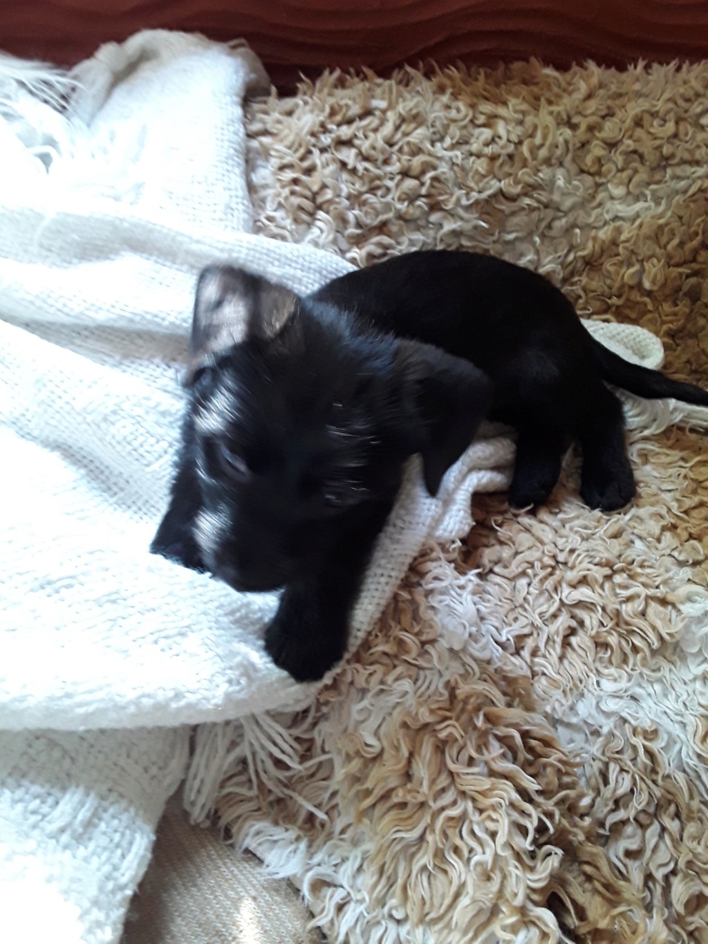 PRISKA, chiot femelle noire de 2,5 mois environ pour 1,9 Kg - Réservée à Sandrine 29432710