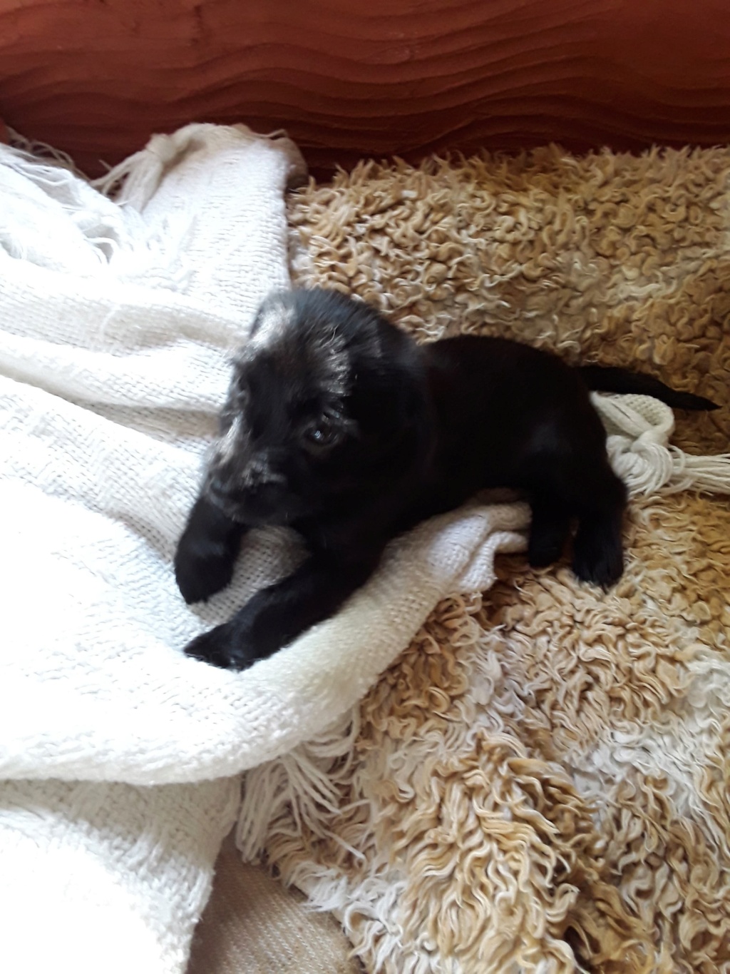 PRISKA, chiot femelle noire de 2,5 mois environ pour 1,9 Kg - Réservée à Sandrine 29434810