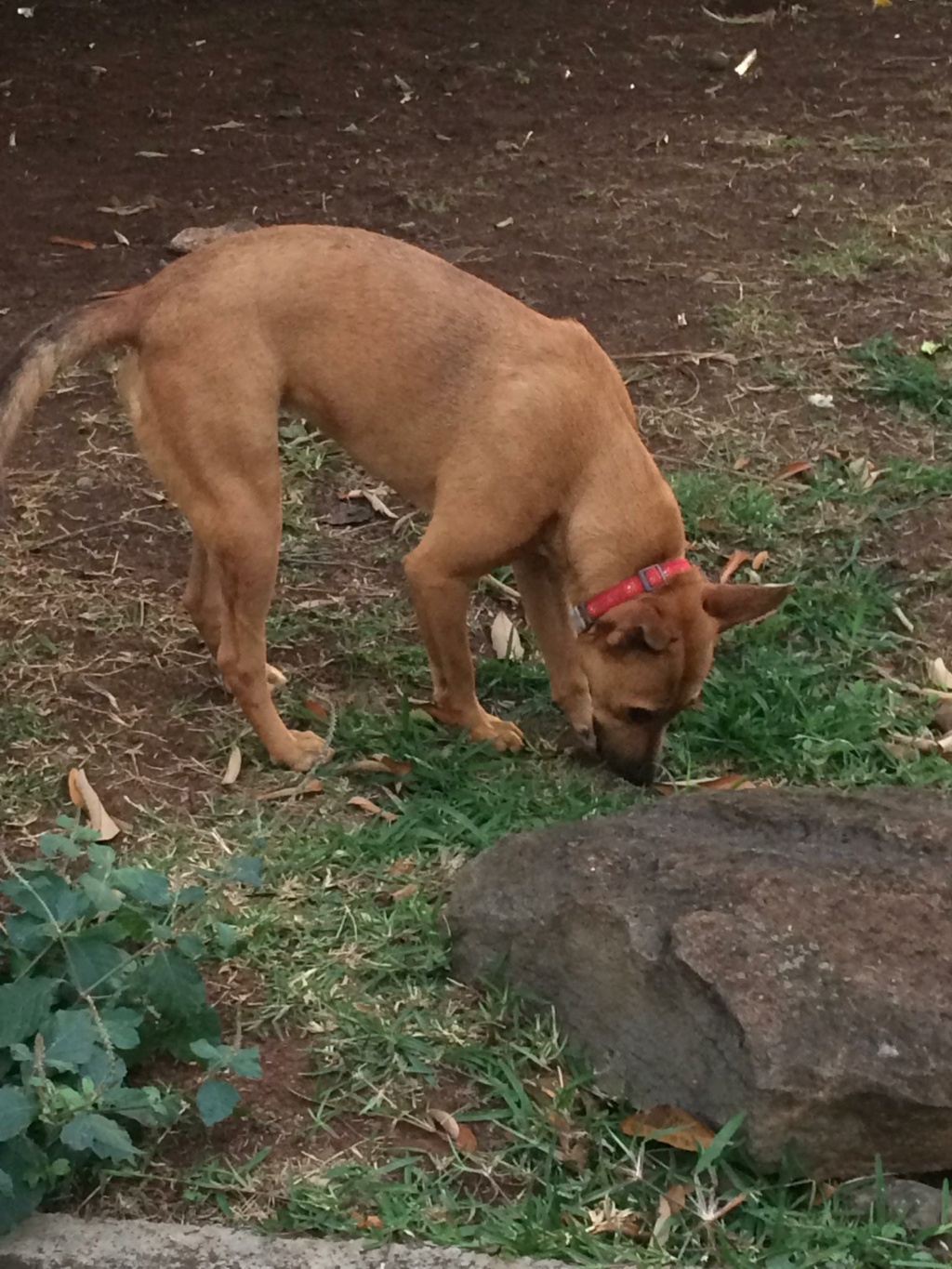 BETTY, chienne femelle de 1,5 an pour 18 kg (Naissance estimée le 01/01/21)-Marrainée par Maud 29451010
