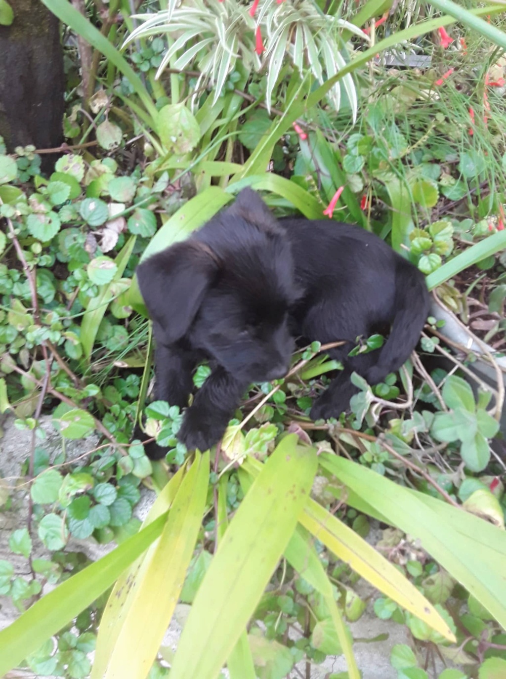 PRISKA, chiot femelle noire de 2,5 mois environ pour 1,9 Kg - Réservée à Sandrine 29510210