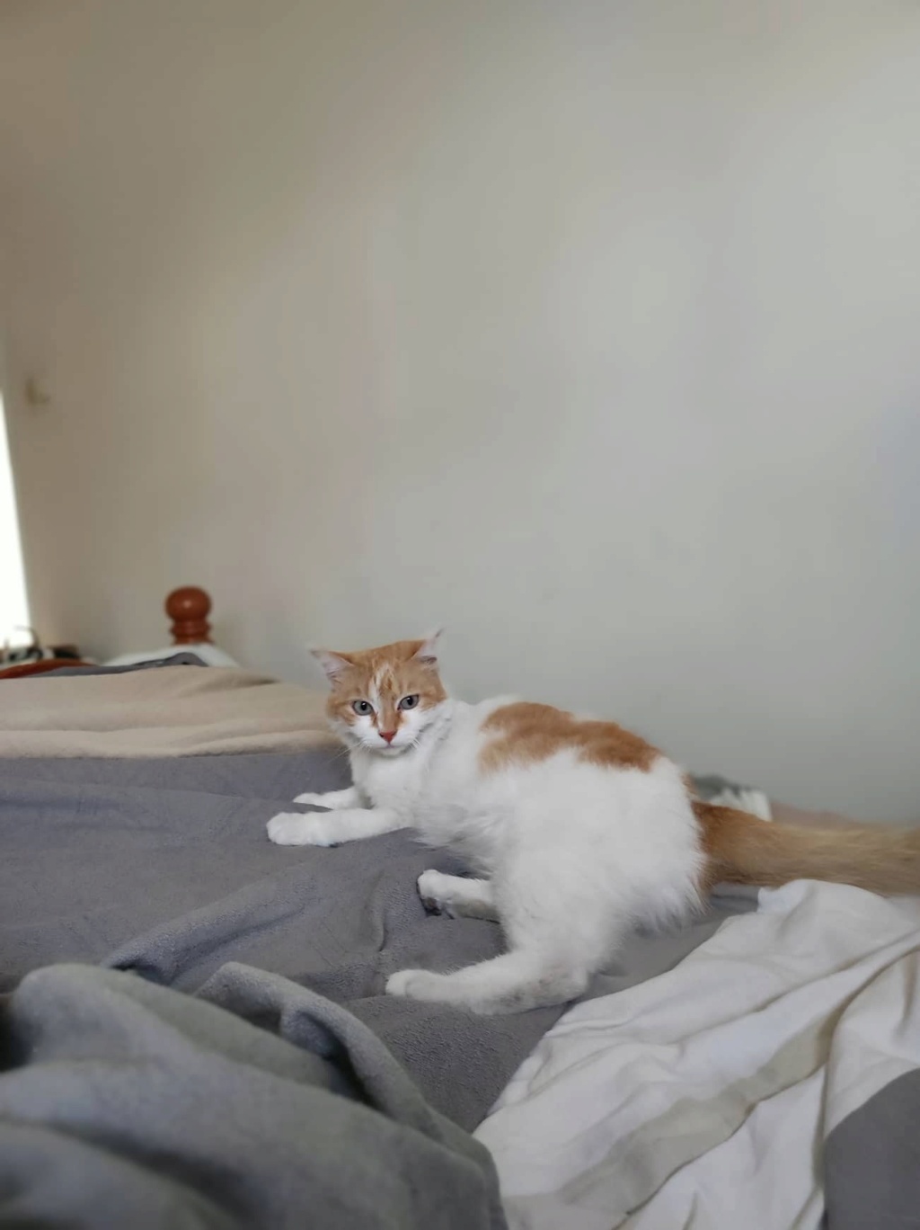ECUREUIL, chatte femelle blanche et rousse de 2 ans (Naissance : 10/10/2020) - Réservée à Mégane 29841810