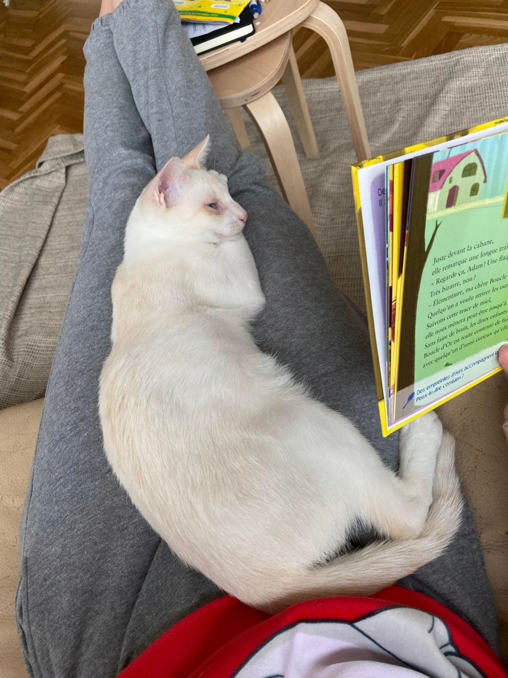 COTON, chaton mâle blanc de 11 mois (Naissance : 14/02/22) - Réservé à Bleuenn et Luc  30738510