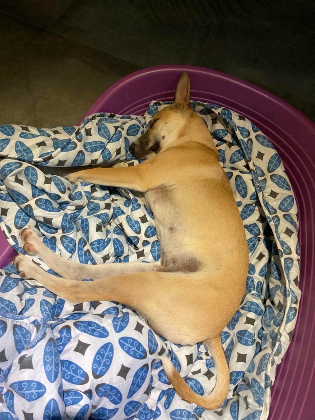 LOULOU, chien mâle beige, 9,5 mois, 15,8 Kg - Marrainé par Giulia - Réservé à Inès 30800710