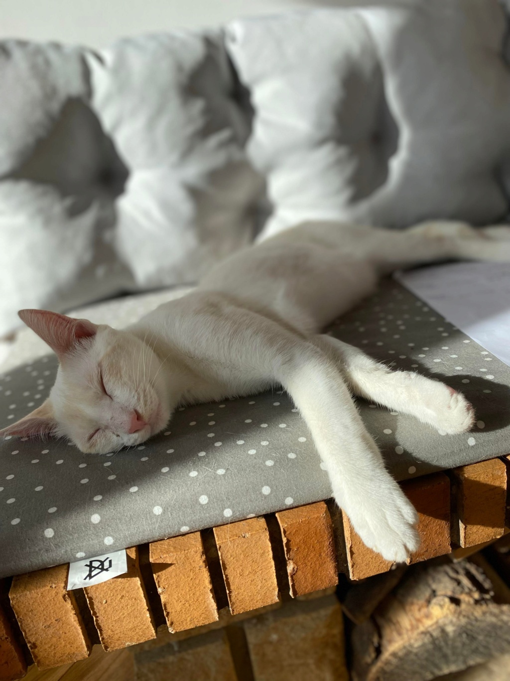COTON, chaton mâle blanc de 8 mois (Naissance : 14/02/22) 30812310