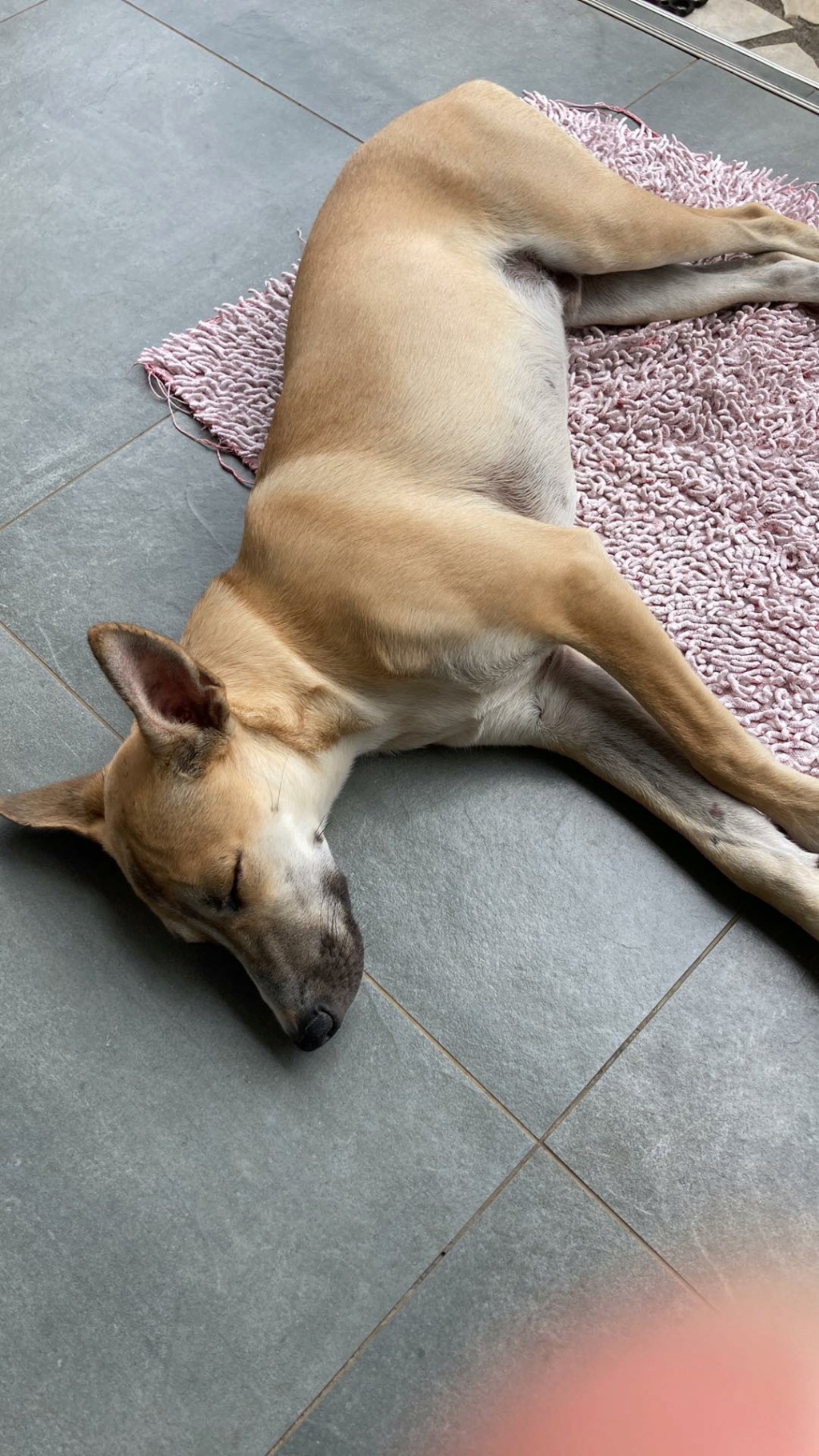 LOULOU, chien mâle beige, 9,5 mois, 15,8 Kg - Marrainé par Giulia - Réservé à Inès 31018910