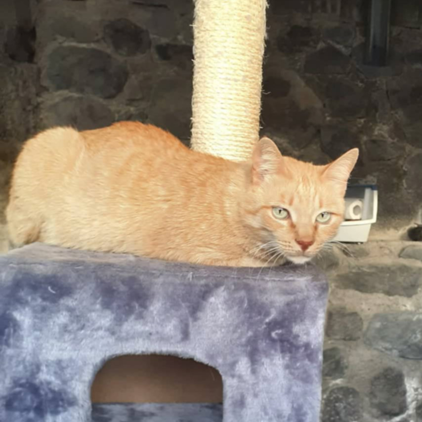 CHEDAR, chat mâle roux de 2,5 ans environ (Naissance : 15/01/20) - Réservé à Christophe 31142910