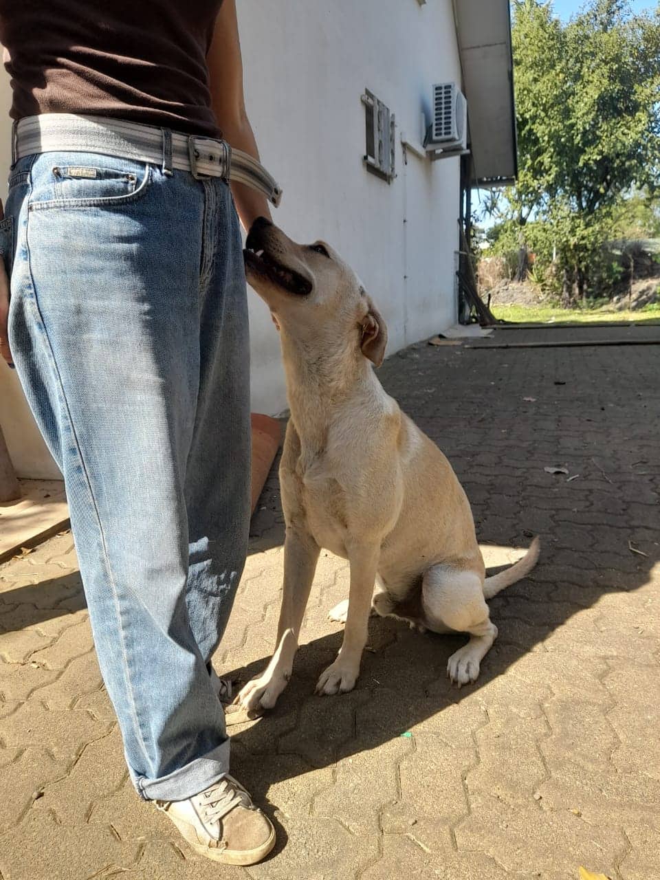 OSLO, chien mâle beige, croisé labrador de un peu plus d'1 an pour 25 Kg (Naissance 01/06/2021) 31191210