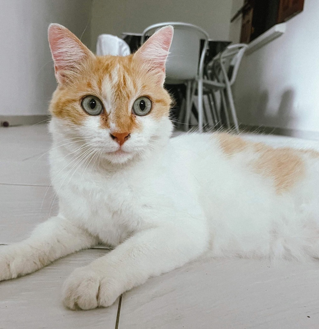 ECUREUIL, chatte femelle blanche et rousse de 2 ans (Naissance : 10/10/2020) - Réservée à Mégane 31199410