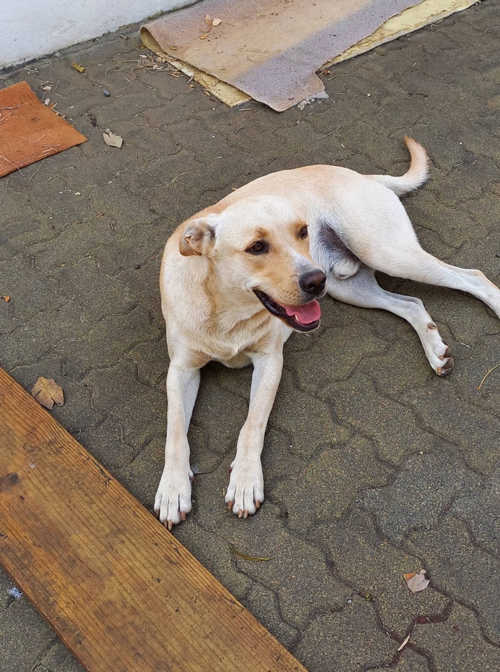 OSLO, chien mâle beige, croisé labrador de un peu plus d'1 an pour 25 Kg (Naissance 01/06/2021) 31211010